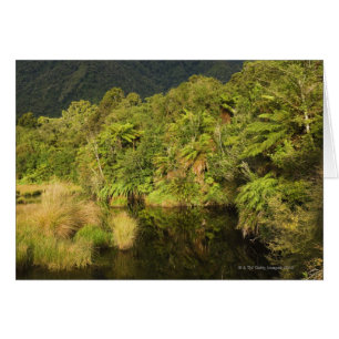 Regenwald, Südinsel, Neuseeland