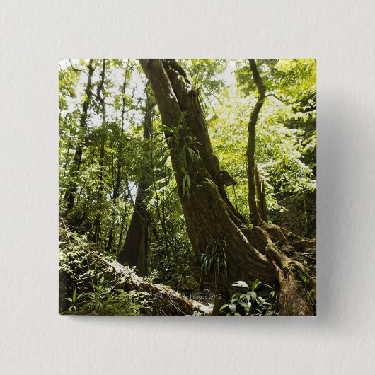 Regenwaldansicht, Dominica Button (Vorderseite)