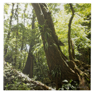 Regenwaldansicht, Dominica Fliese