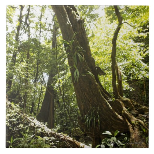 Regenwaldansicht, Dominica Fliese (Vorderseite)