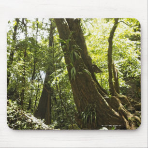 Regenwaldansicht, Dominica Mousepad