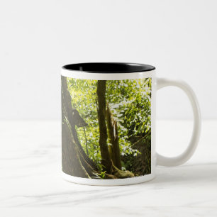 Regenwaldansicht, Dominica Zweifarbige Tasse