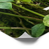 REGENWALDLIEBE POSTER (Ecke)