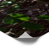 Regenwaldspaziergang mit Treppenstufen Print Poster (Ecke)