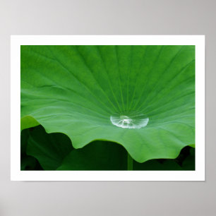 Regenwasser auf einem Lotus Leaf: Japan Poster