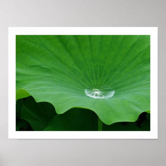 Regenwasser auf einem Lotus Leaf: Japan Poster (Vorne)