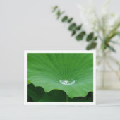 Regenwasser auf einem Lotus Leaf: Japan Postkarte (Stehend Vorderseite)