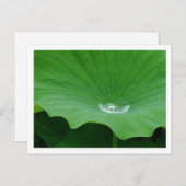 Regenwasser auf einem Lotus Leaf: Japan Postkarte (Vorne/Hinten)