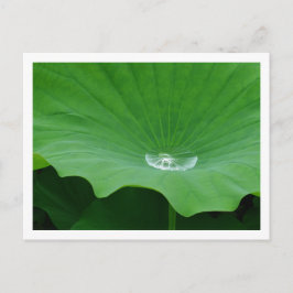 Regenwasser auf einem Lotus Leaf: Japan Postkarte