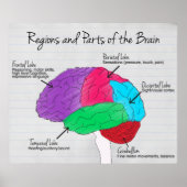 Regionen und Teile des Gehirns Poster (Vorne)