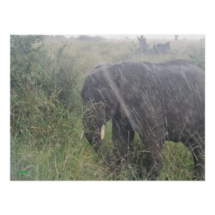 Regnet nach unten in Afrika Poster