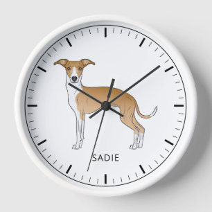Rehbrauner und weißer Italienischer Windhund mit i Uhr