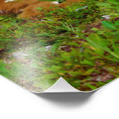 Rehkitz mit weißem Schwanz Fotodruck (Ecke)