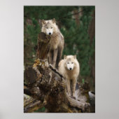 Reich der weißen Wölfe Poster (Vorne)