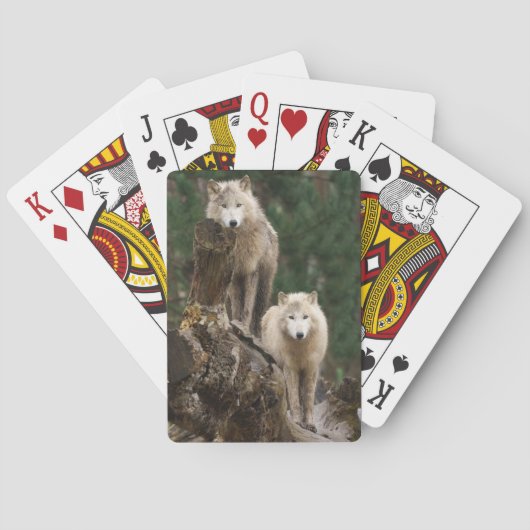 Reich der Weißen Wölfe Spielkarten (Rückseite)