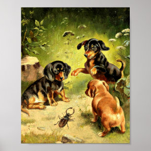 Reichert - Dachshund-Welpen beim Spielen Poster