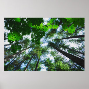 Reichweite für die Himmel-Baum-Fotografie Poster