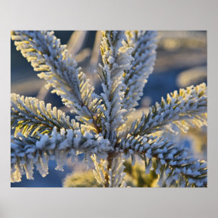 Reif auf immergrünem Baum, Homer, Alaska Poster