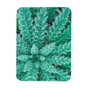 Reif auf Thistle, Olympic National Park Magnet