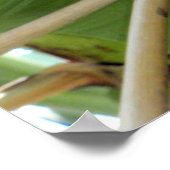 Reifbananen Poster (Ecke)