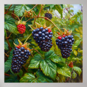 Reife BlackBerry gegen Bush Poster (Vorne)