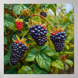 Reife Brombeeren am Busch vor saftigem Grün Poster