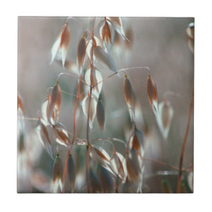 Reife Hafer (Avena Sativa) Nah auf. Ceres, Boland Fliese