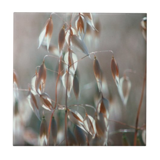 Reife Hafer (Avena Sativa) Nah auf. Ceres, Boland Fliese (Vorderseite)