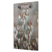 Reife Hafer (Avena Sativa) Nah auf. Ceres, Boland Klemmbrett (Links)