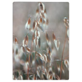 Reife Hafer (Avena Sativa) Nah auf. Ceres, Boland Klemmbrett (Rückseite)