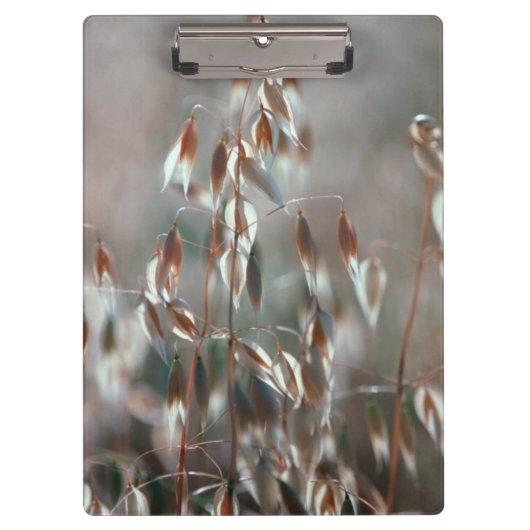 Reife Hafer (Avena Sativa) Nah auf. Ceres, Boland Klemmbrett (Vorderseite)