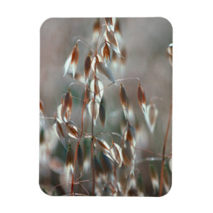 Reife Hafer (Avena Sativa) Nah auf. Ceres, Boland Magnet