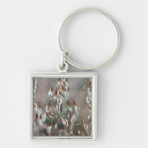 Reife Hafer (Avena Sativa) Nah auf. Ceres, Boland Schlüsselanhänger