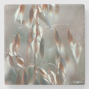 Reife Hafer (Avena Sativa) Nah auf. Ceres, Boland Steinuntersetzer