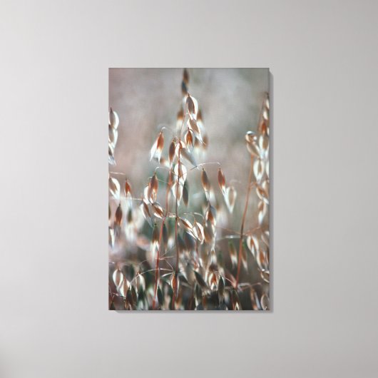 Reife Hafer (Avena Sativa) Nah. Ceres, Boland Leinwanddruck (Vorderseite)