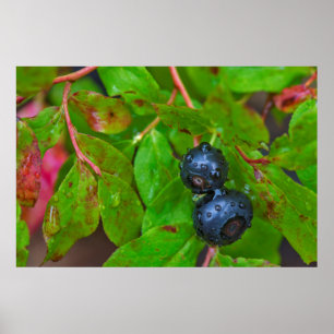 Reife Heidelbeeren bei leichtem Regen Poster
