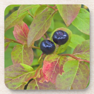 Reife Heidelbeeren im Flathead National Getränkeuntersetzer