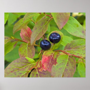 Reife Heidelbeeren im Flathead National Poster