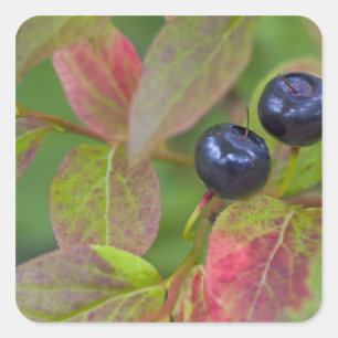Reife Heidelbeeren im Flathead National Quadratischer Aufkleber
