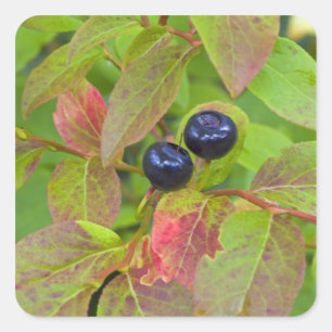 Reife Heidelbeeren im Flathead National Quadratischer Aufkleber