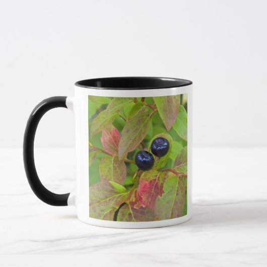 Reife Heidelbeeren im Flathead National Tasse (Links)