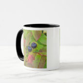 Reife Heidelbeeren im Flathead National Tasse (Vorderseite Links)