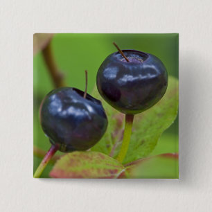 Reife Heidelbeeren in der Flathead National 2 Button