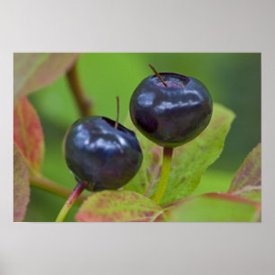 Reife Heidelbeeren in der Flathead National 2 Poster