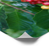 Reife Kona-Kaffeekirschen, Hawaii Poster (Ecke)