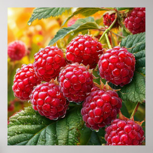 🍓 Reife rote Himbeerglüh ❄️ Frische Früchte Küche Poster