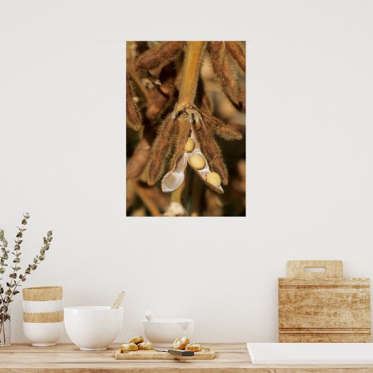 Reife Sojabohnen Poster (Küche)