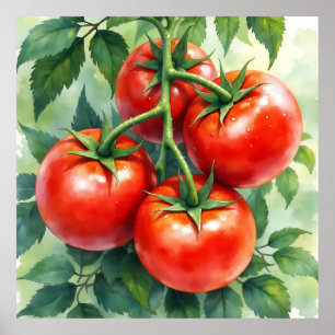 Reife Tomatenranke Aquarell Frisch Poster