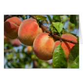 Reife Weingartenpfirsiche (Vorderseite (Horizontal))