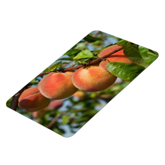 Reife Weingartenpfirsiche Magnet (Linke Seite)